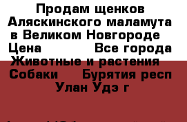 Продам щенков Аляскинского маламута в Великом Новгороде › Цена ­ 5 000 - Все города Животные и растения » Собаки   . Бурятия респ.,Улан-Удэ г.